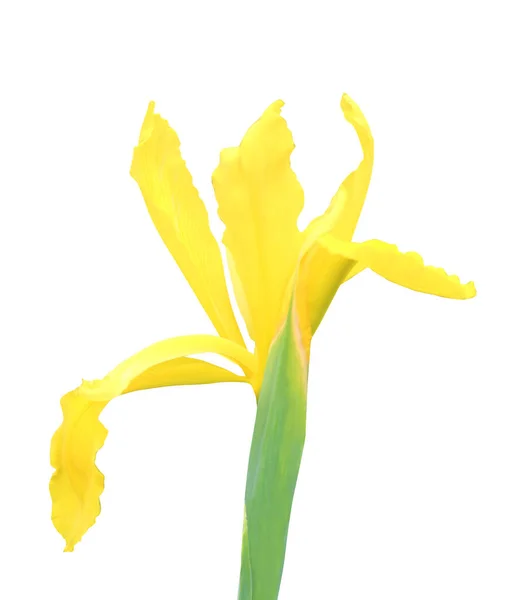 Vacker Gul Iris Blomma Isolerad Vit Bakgrund Naturlig Blommig Bakgrund — Stockfoto