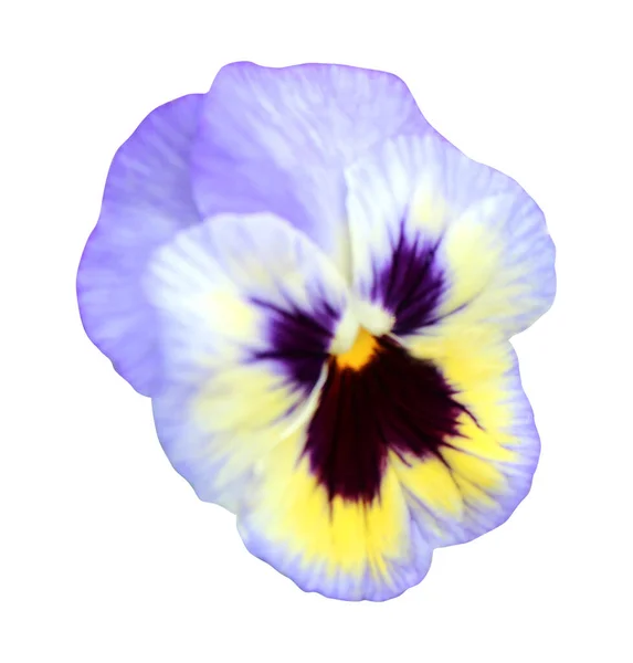 Bela Flor Pansy Isolado Fundo Branco Fundo Floral Natural Elemento — Fotografia de Stock