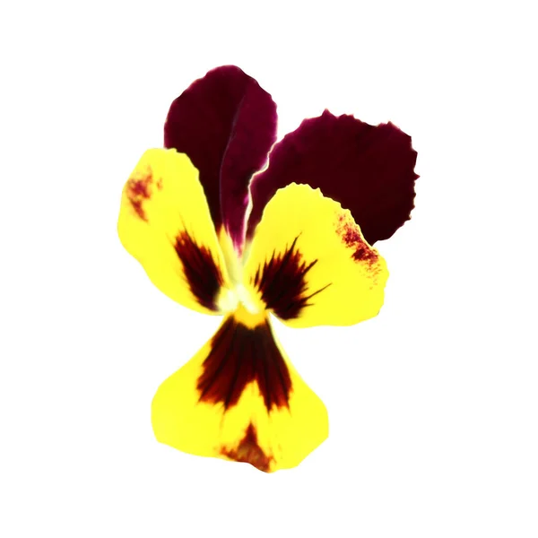 Prachtige Pansy Bloem Geïsoleerd Witte Achtergrond Natuurlijke Bloemen Achtergrond Floral — Stockfoto