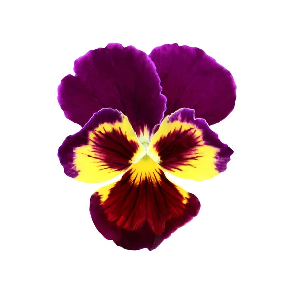 Prachtige Pansy Bloem Geïsoleerd Witte Achtergrond Natuurlijke Bloemen Achtergrond Floral — Stockfoto