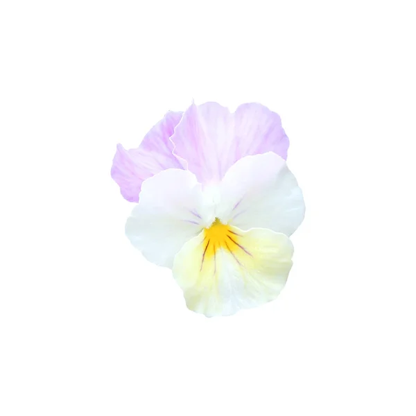 Bela Flor Pansy Isolado Fundo Branco Fundo Floral Natural Elemento — Fotografia de Stock