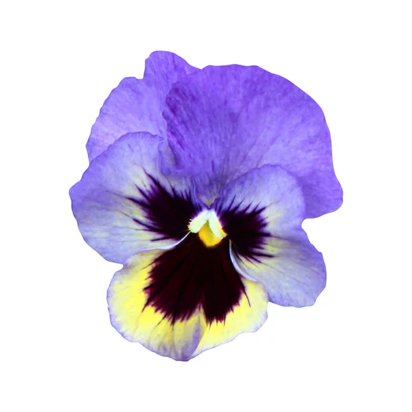 Bela Flor Pansy Isolado Fundo Branco Fundo Floral Natural Elemento — Fotografia de Stock