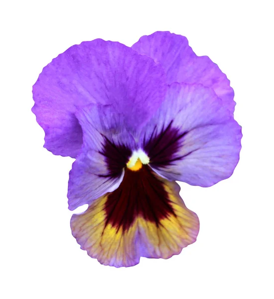 Bela Flor Pansy Isolado Fundo Branco Fundo Floral Natural Elemento — Fotografia de Stock