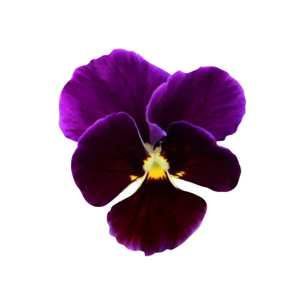 Bela Flor Pansy Isolado Fundo Branco Fundo Floral Natural Elemento — Fotografia de Stock