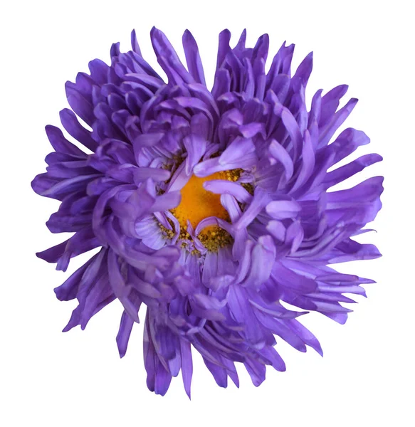 Mooie Blauwe Violette Broodrooster Bloem Geïsoleerd Witte Achtergrond Natuurlijke Bloemen — Stockfoto