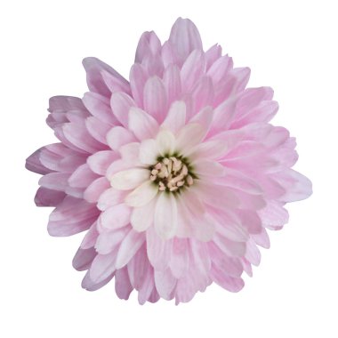 Beyaz arka planda izole edilmiş güzel pembe pastel kasımpatı çiçeği. Doğal çiçek geçmişi var. Çiçek tasarım ögesi