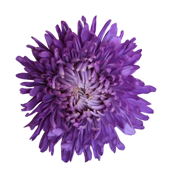 美丽的蓝色紫罗兰花在白色的背景上隔离 自然的植物背景 花卉设计部分 — 图库照片