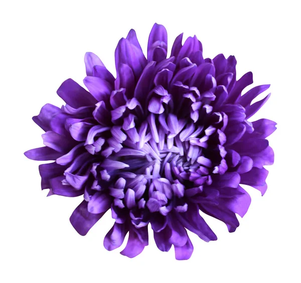Mooie Blauwe Violette Broodrooster Bloem Geïsoleerd Witte Achtergrond Natuurlijke Bloemen — Stockfoto