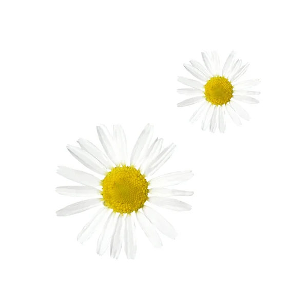 Belle Fleur Marguerite Camomille Blanche Isolée Sur Fond Blanc Fond — Photo