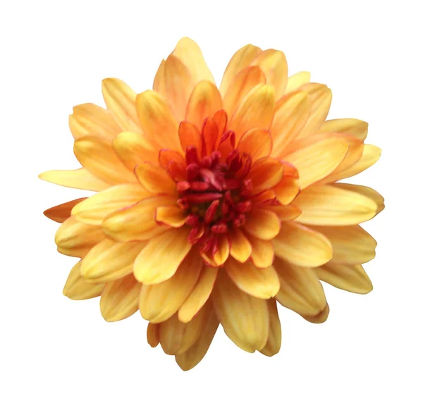 Krásná Oranžová Chryzantéma Květiny Izolované Bílém Pozadí Přírodní Květinové Pozadí — Stock fotografie