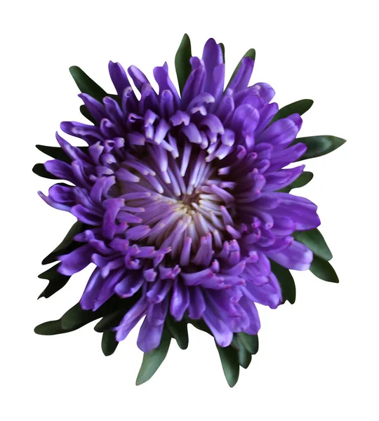 美丽的蓝色紫罗兰花在白色的背景上隔离 自然的植物背景 花卉设计部分 — 图库照片