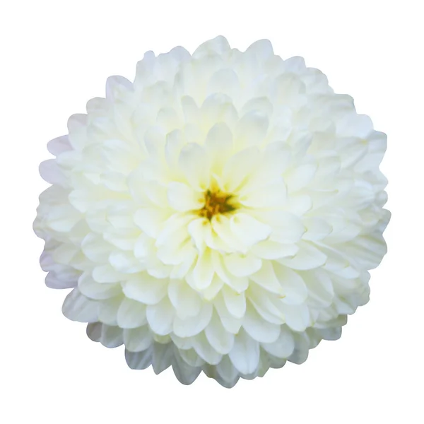 Belle Fleur Chrysanthème Blanc Isolé Sur Fond Blanc Fond Floral — Photo