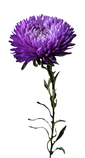 Mooie Blauwe Violette Broodrooster Bloem Geïsoleerd Witte Achtergrond Natuurlijke Bloemen — Stockfoto
