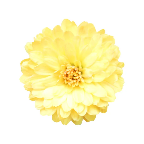 Beyaz Arka Planda Izole Edilmiş Güzel Sarı Kasımpatı Çiçeği Doğal — Stok fotoğraf