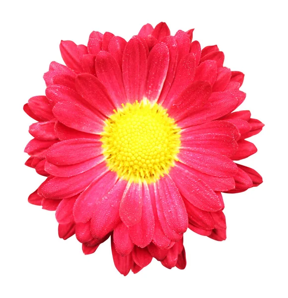 Beyaz Arka Planda Izole Edilmiş Güzel Kırmızı Kasımpatı Çiçeği Doğal — Stok fotoğraf