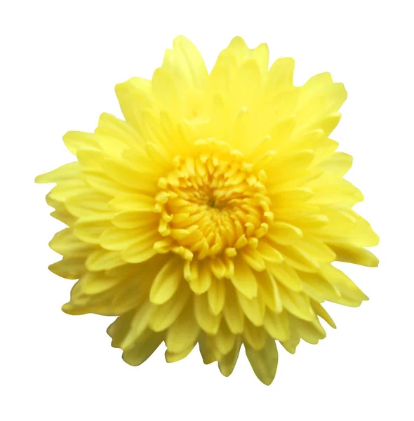 Belle Fleur Chrysanthème Jaune Isolée Sur Fond Blanc Fond Floral — Photo