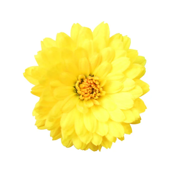 Красива Жовта Квітка Хризантеми Ізольована Білому Тлі Натуральний Квітковий Фон — стокове фото