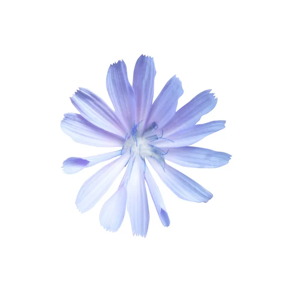 Cornflower Azul Bonito Isolado Fundo Branco Fundo Floral Natural Elemento — Fotografia de Stock