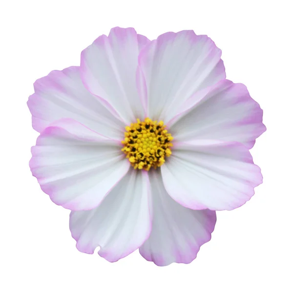 Prachtige Roze Kosmos Cosmea Bloem Geïsoleerd Witte Achtergrond Natuurlijke Bloemen — Stockfoto