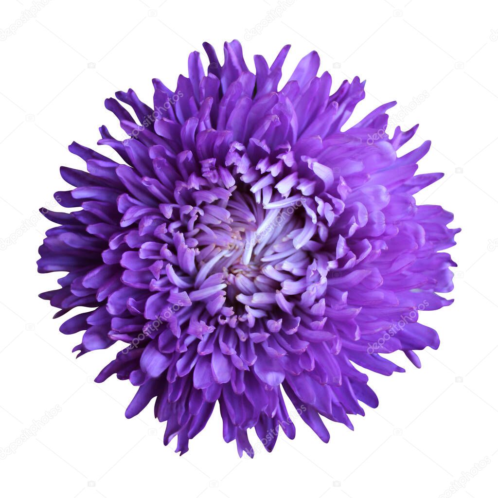 Beautiful blue violet aster flower isolated on white background. Natural floral background. Floral design element