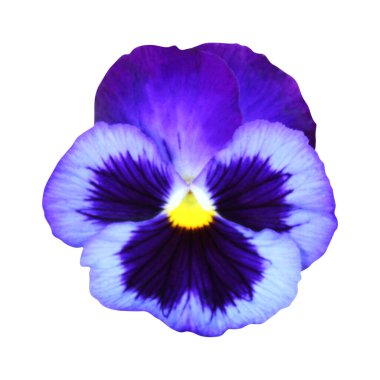 Beyaz arka planda izole edilmiş güzel mavi nonoş çiçeği. Doğal çiçek geçmişi var. Çiçek tasarım ögesi