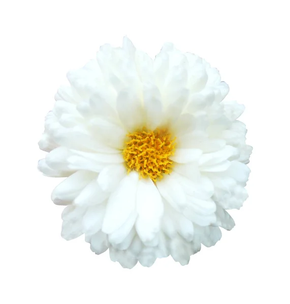 Belle Fleur Chrysanthème Blanc Isolé Sur Fond Blanc Fond Floral — Photo