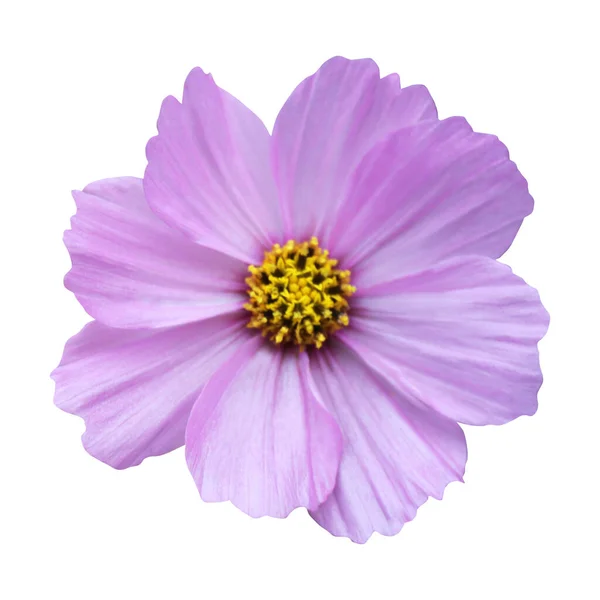 Schöne Rosa Kosmos Kosmetikblume Isoliert Auf Weißem Hintergrund Natürlicher Floraler — Stockfoto