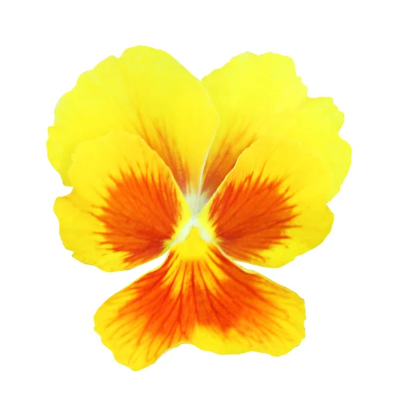 Белом Фоне Выделяется Желто Оранжевый Цветок Панзи Естественный Цветочный Фон — стоковое фото