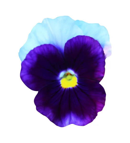 Prachtige Blauwe Witte Pansy Bloem Geïsoleerd Witte Achtergrond Natuurlijke Bloemen — Stockfoto