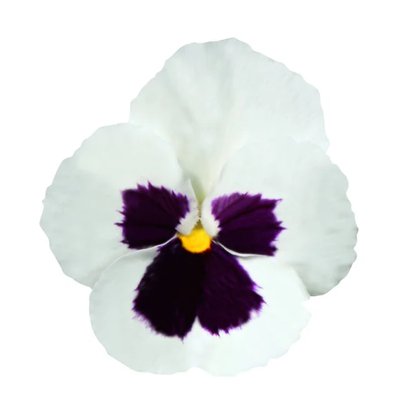 Mooie Witte Pansy Bloem Geïsoleerd Witte Achtergrond Natuurlijke Bloemen Achtergrond — Stockfoto