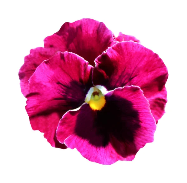 Prachtige Roze Pansy Bloem Geïsoleerd Witte Achtergrond Natuurlijke Bloemen Achtergrond — Stockfoto