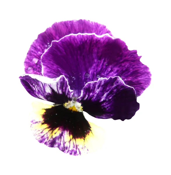 Linda Flor Pansy Violeta Isolado Fundo Branco Fundo Floral Natural — Fotografia de Stock