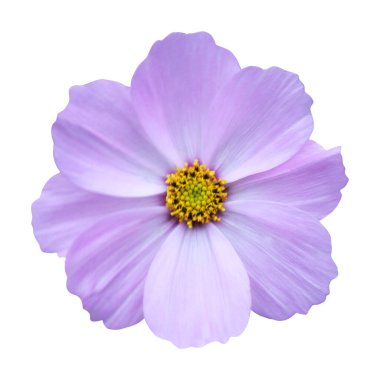 Beyaz arka planda izole edilmiş güzel pembe kozmos çiçeği. Doğal çiçek geçmişi var. Çiçek tasarım ögesi