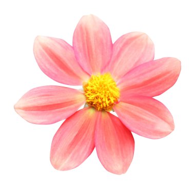 Beyaz arka planda izole edilmiş güzel pastel pembe yıldız çiçeği. Doğal çiçek geçmişi var. Çiçek tasarım ögesi