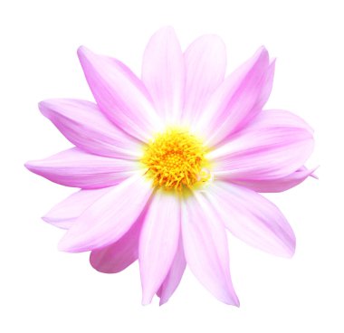 Beyaz arka planda izole edilmiş güzel pembe pastel yıldız çiçeği. Doğal çiçek geçmişi var. Çiçek tasarım ögesi