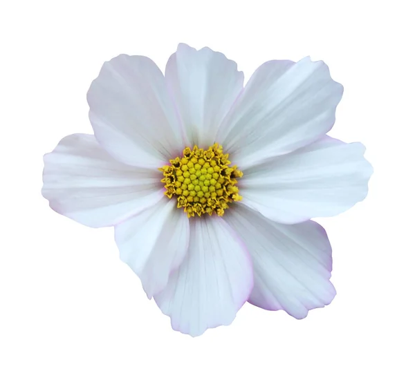 Bela Flor Cosmos Cosmea Rosa Isolada Fundo Branco Fundo Floral — Fotografia de Stock