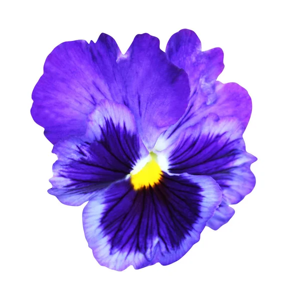 Prachtige Blauwe Pansy Bloem Geïsoleerd Witte Achtergrond Natuurlijke Bloemen Achtergrond — Stockfoto