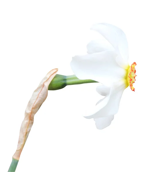 Όμορφο Λευκό Λουλούδι Νάρκισσος Απομονωμένο Λευκό Φόντο Φυσικό Φόντο Λουλουδιών — Φωτογραφία Αρχείου
