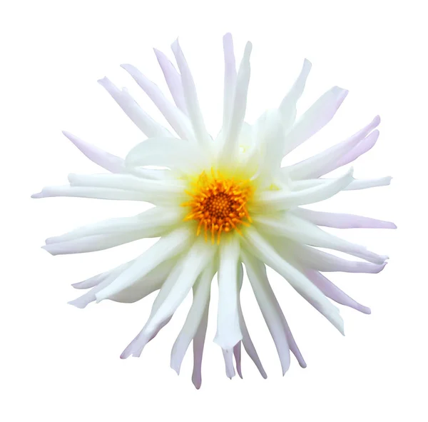 Belle Fleur Dahlia Isolée Sur Fond Blanc Fond Floral Naturel — Photo