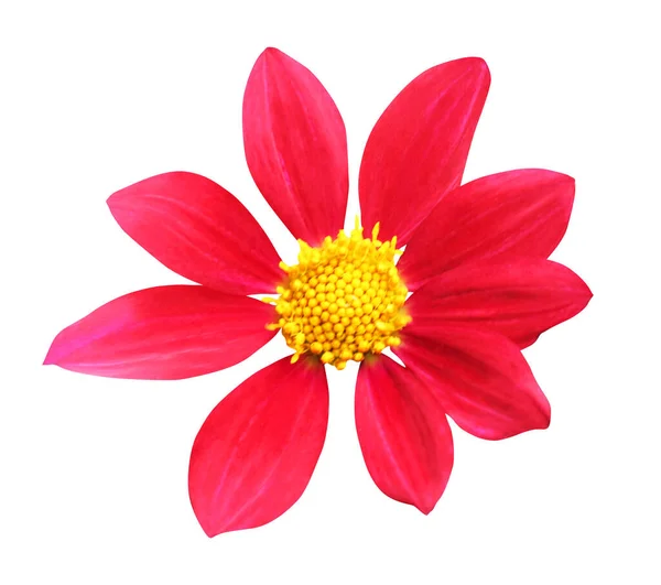 Prachtige Rode Dahlia Bloem Geïsoleerd Witte Achtergrond Natuurlijke Bloemen Achtergrond — Stockfoto