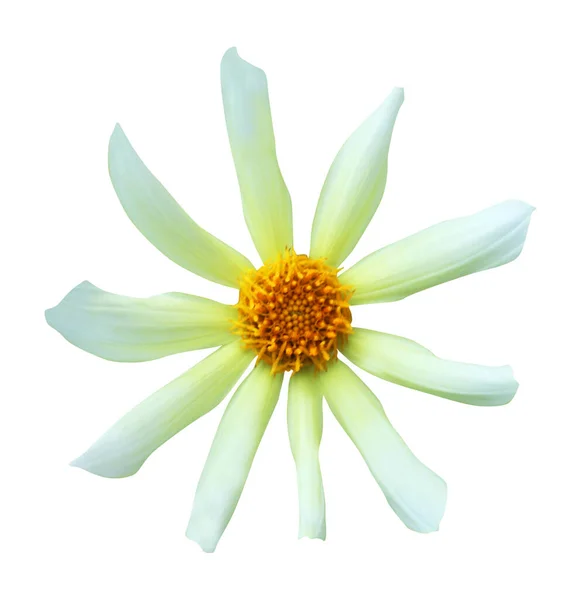 Όμορφο Λουλούδι Ντάλια Απομονωμένο Λευκό Φόντο Φυσικό Φόντο Λουλουδιών Στοιχείο — Φωτογραφία Αρχείου