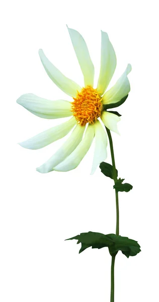 Belle Fleur Dahlia Isolée Sur Fond Blanc Fond Floral Naturel — Photo