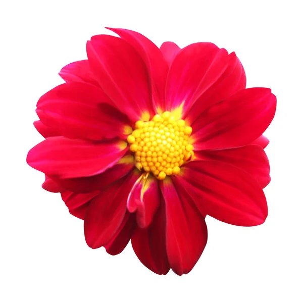 Όμορφο Κόκκινο Λουλούδι Ντάλια Απομονωμένο Λευκό Φόντο Φυσικό Φόντο Λουλουδιών — Φωτογραφία Αρχείου
