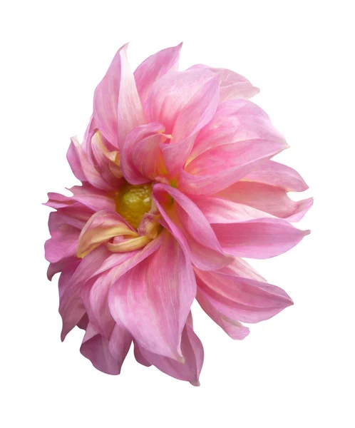 Beyaz Arka Planda Izole Edilmiş Güzel Pembe Yıldız Çiçeği Doğal — Stok fotoğraf