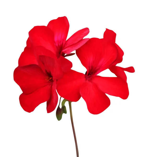 Mooie Rode Geranium Bloem Geïsoleerd Witte Achtergrond Natuurlijke Bloemen Achtergrond — Stockfoto