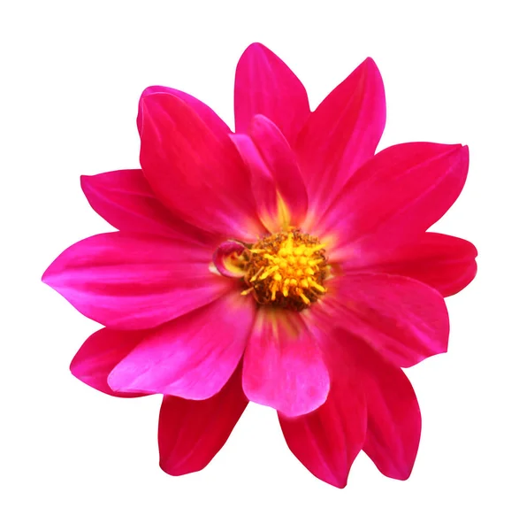 Beautiful Pink Dahlia Flower Isolated White Background Natural Floral Background — Stock Photo, Image