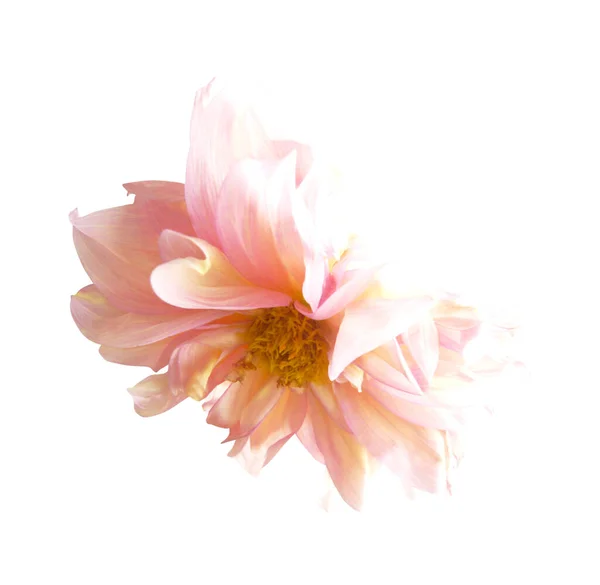 Beautiful Pink Pastel Dahlia Flower Isolated White Background Natural Floral — Stock Photo, Image