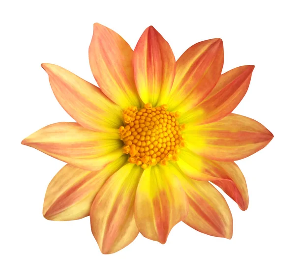 Linda Flor Dahlia Laranja Isolada Fundo Branco Fundo Floral Natural — Fotografia de Stock