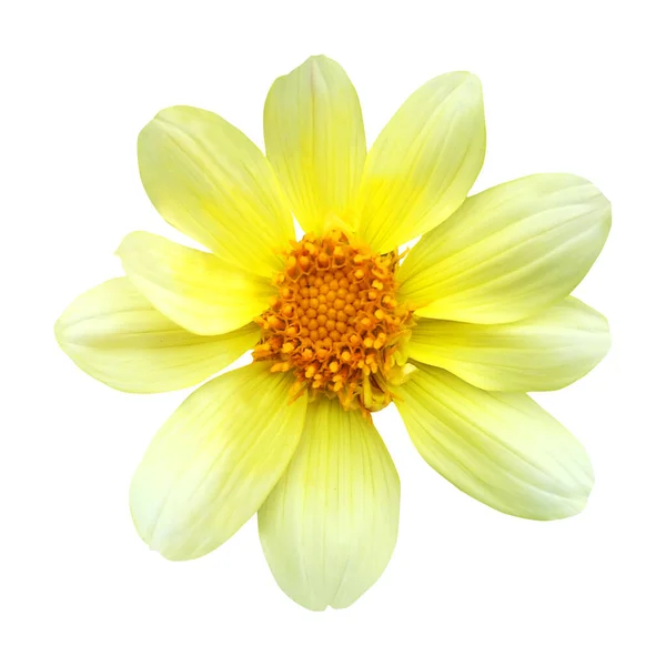 Belle Fleur Dahlia Jaune Isolée Sur Fond Blanc Fond Floral — Photo