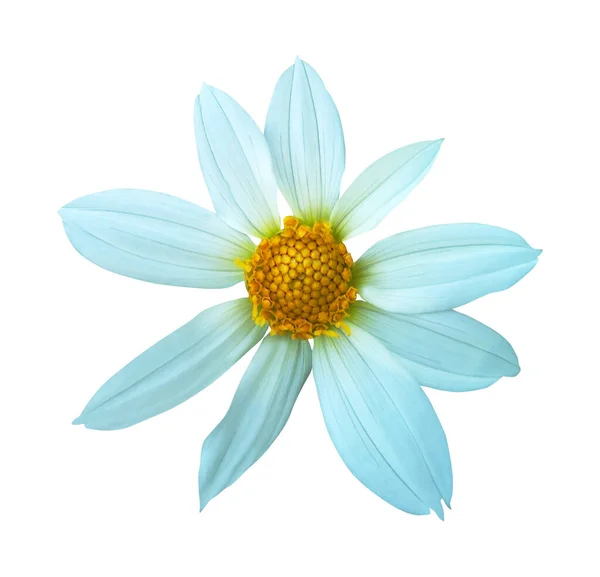 Belle Fleur Dahlia Blanche Isolée Sur Fond Blanc Fond Floral — Photo